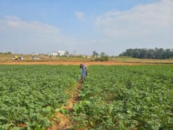 1732099861 1ea25b826d291ea531a6 250x188.jpeg