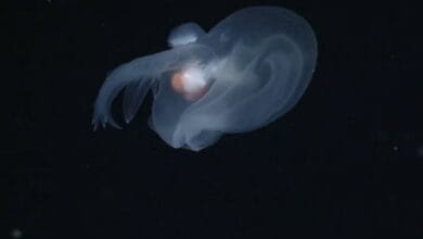 Ipegfof8 large 625x300 14 November 24.jpg