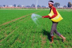 Farmer 3 250x167.jpg