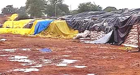 बारिश से धान को बचाने