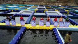 1735659283 9705873feb24f4b834c8 250x141.jpeg