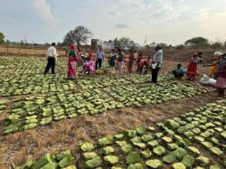 1750251548 5a1e547309c67e1415e1 250x187.jpg